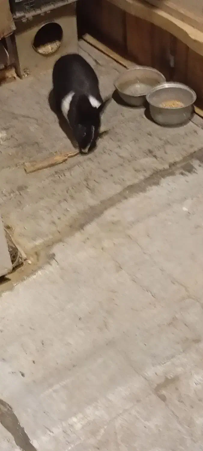 خرگوش|موش و خرگوش|سنندج, |دیوار