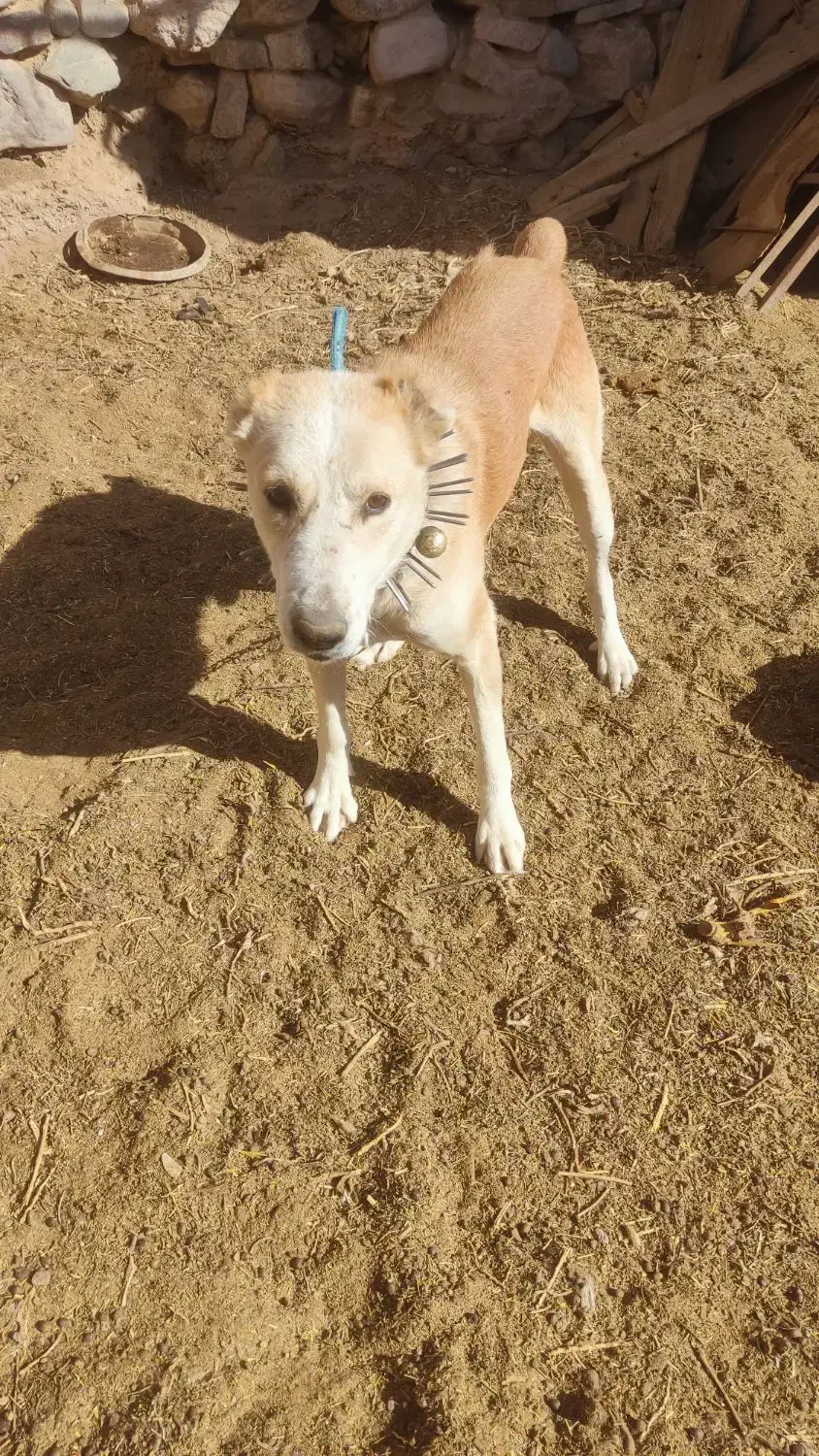 سگ نگهبان|سگ|بیرجند, |دیوار