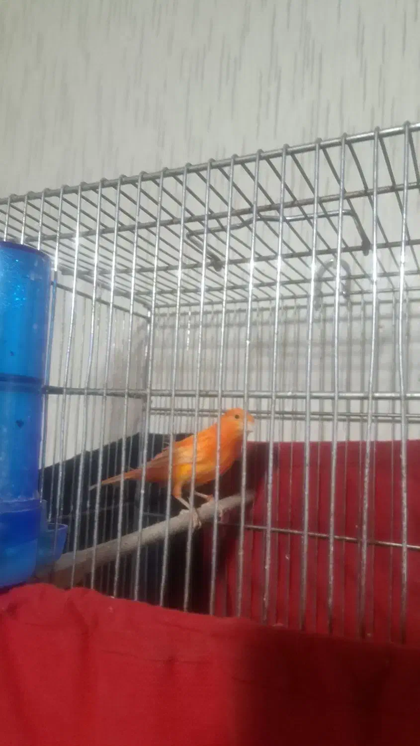 قناری رد فاکتور اورجینال|پرنده|قدس, شهرقدس|دیوار