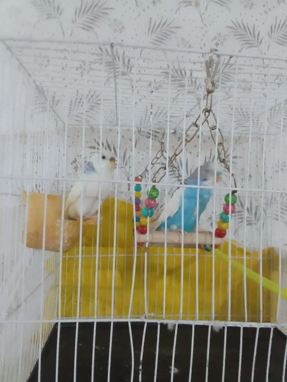 یک جفت مرغ عشق|پرنده|مشهد, مشکینی (شهرک غرب)|دیوار