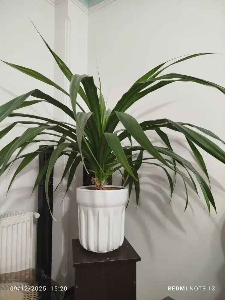 گل پاندانوس|گل و گیاه طبیعی|فولادشهر, مسکن مهر فولادشهر|دیوار