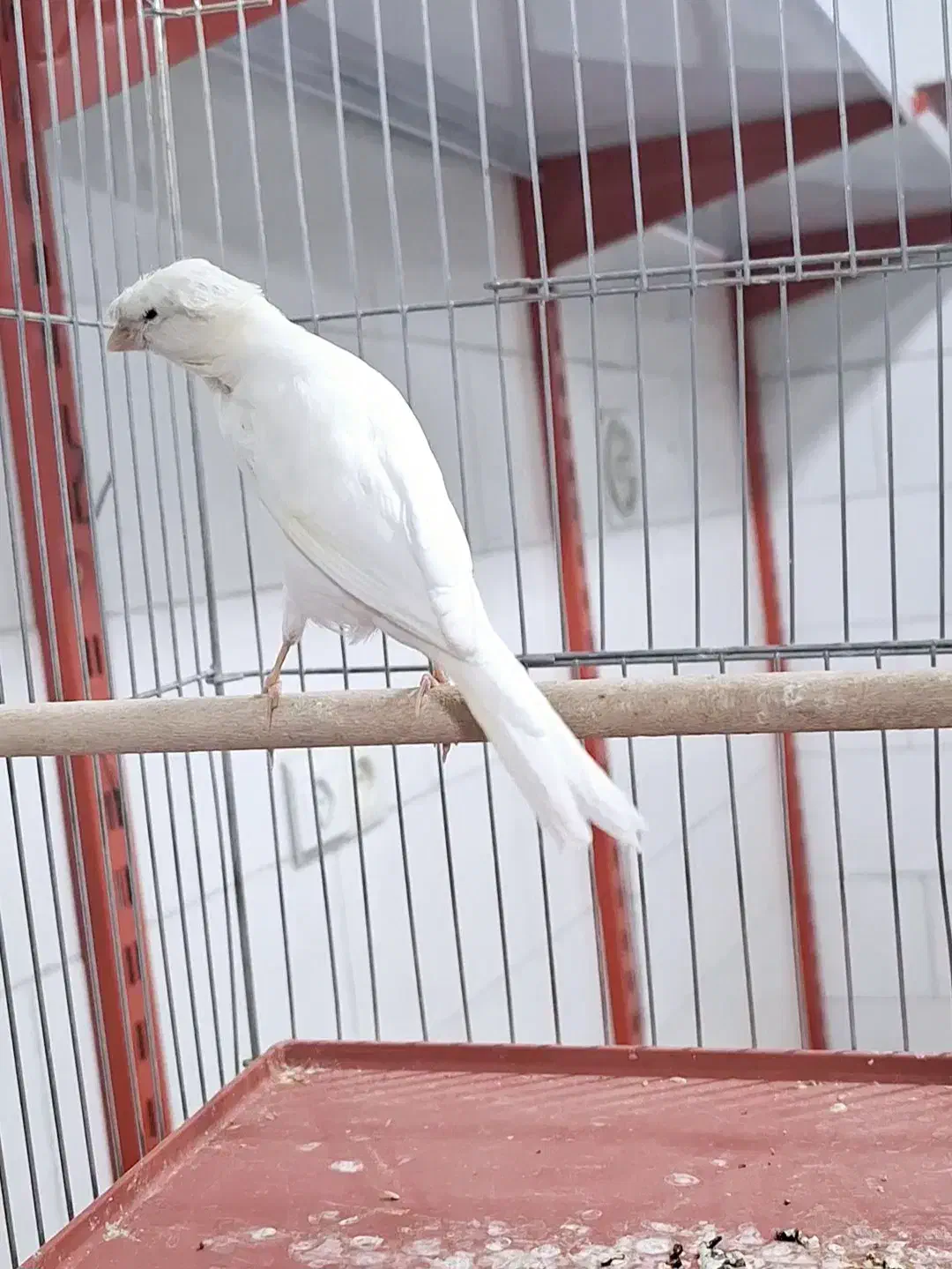 قناری سفید کاکلی. نر دهن زن|پرنده|شیراز, پودنک|دیوار