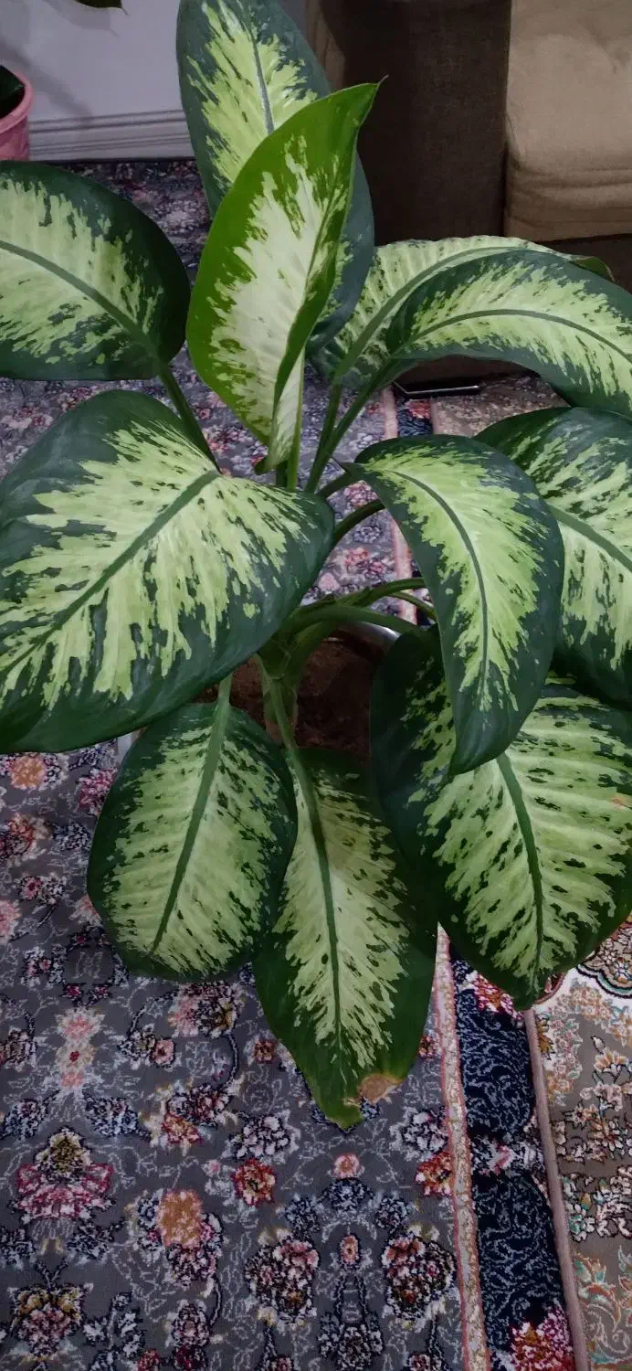 گل طبیعی دیفن|گل و گیاه طبیعی|بانه, |دیوار