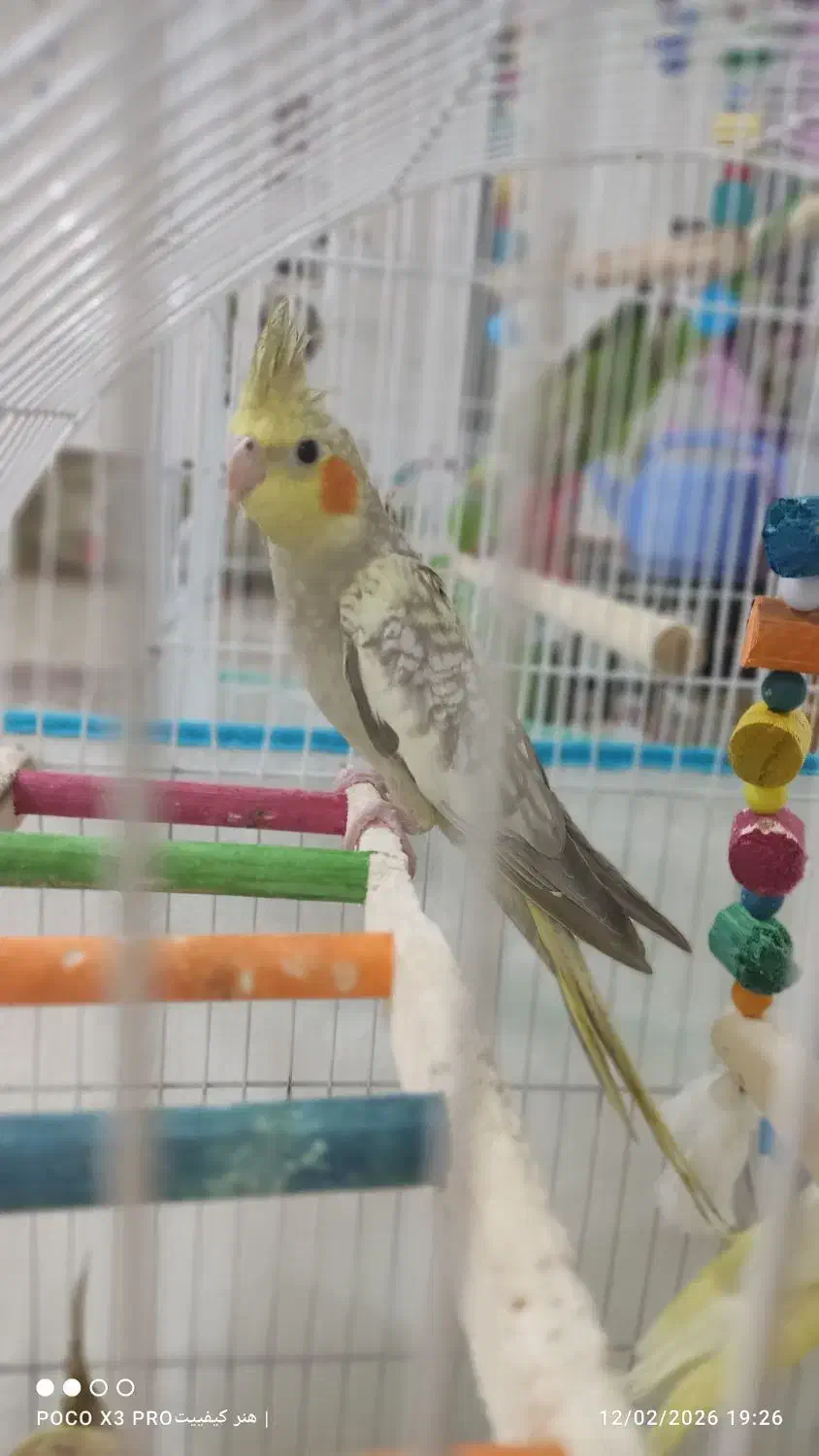 عروس هلندی|پرنده|رشت, نخودچر|دیوار