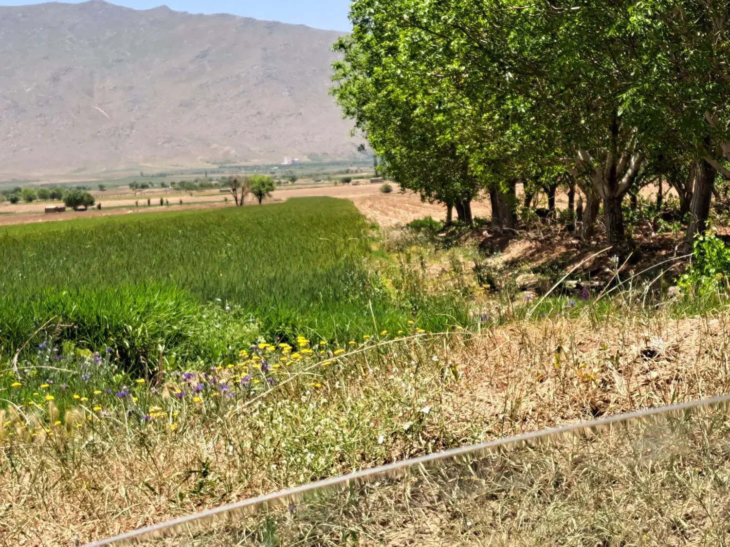 فروش زمین کشاورزی|فروش دفتر صنعتی، کشاورزی، تجاری|اراک, |دیوار