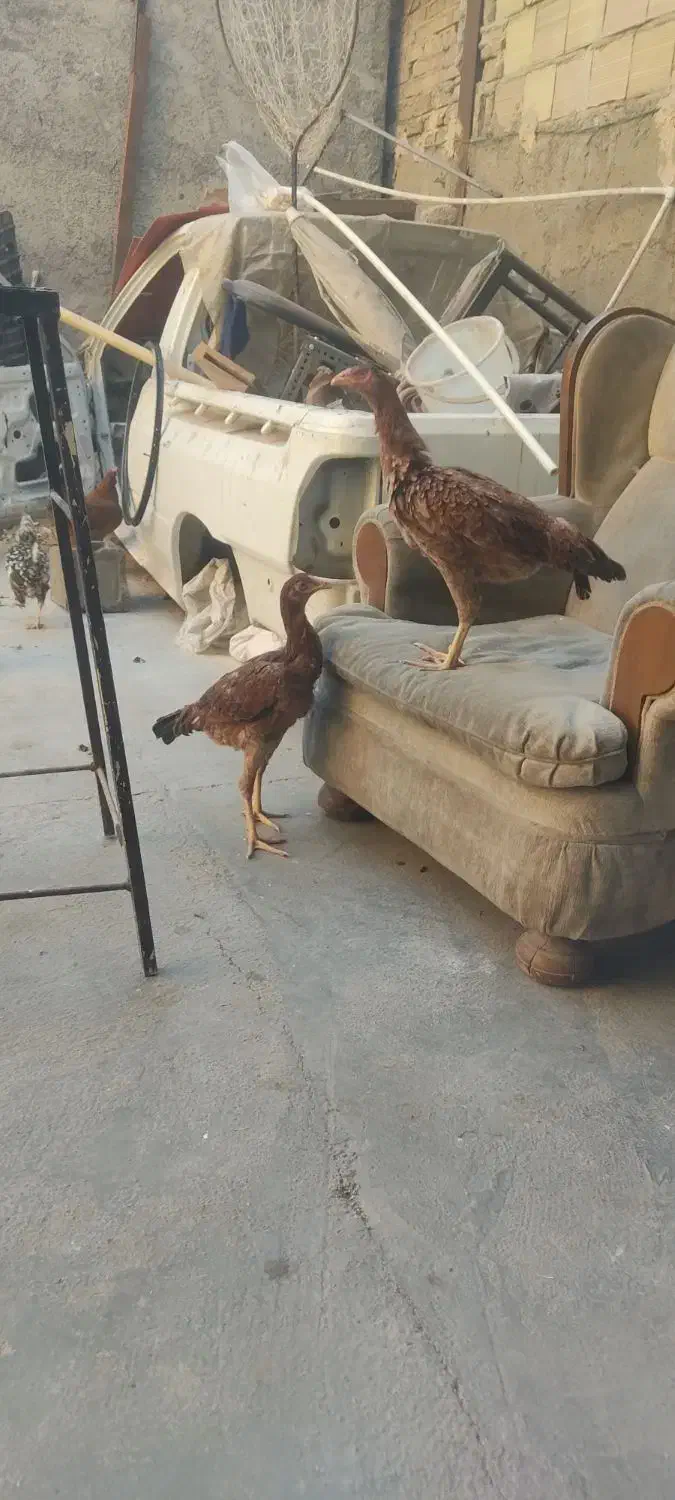 فروش مرغ و خروس محلی|حیوانات مزرعه|پاکدشت, پاکدشت (مامازند)|دیوار