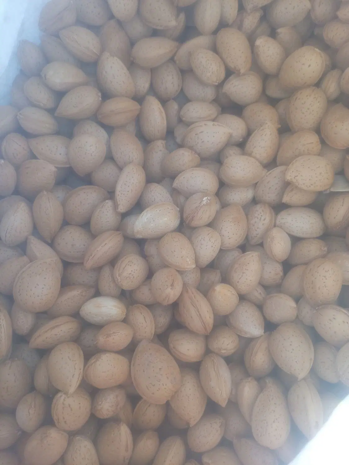 بادام|خوردنی و آشامیدنی|بوانات, |دیوار