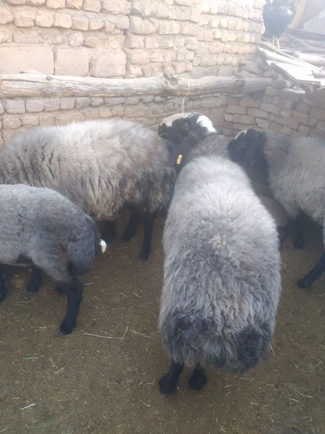 شیشک قوچ شالی|حیوانات مزرعه|ضیاء آباد, |دیوار