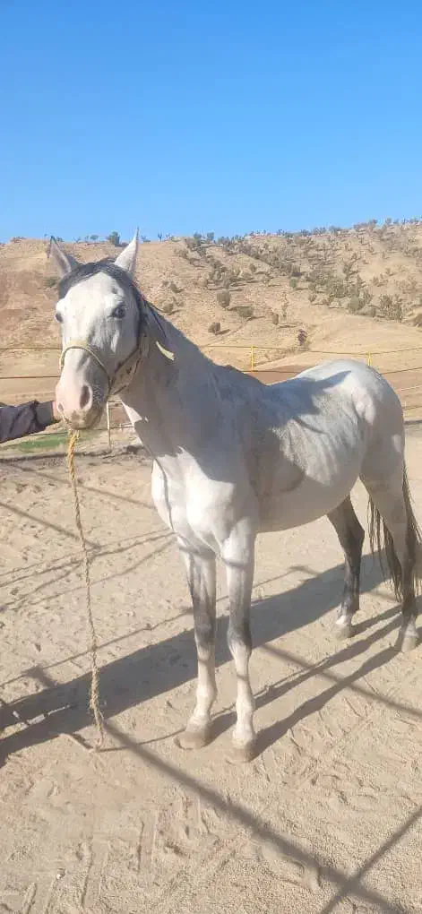 اسب|اسب و تجهیزات اسبسواری|سنندج, |دیوار