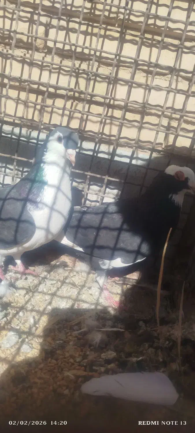 کبوتر|حیوانات|رفسنجان, |دیوار