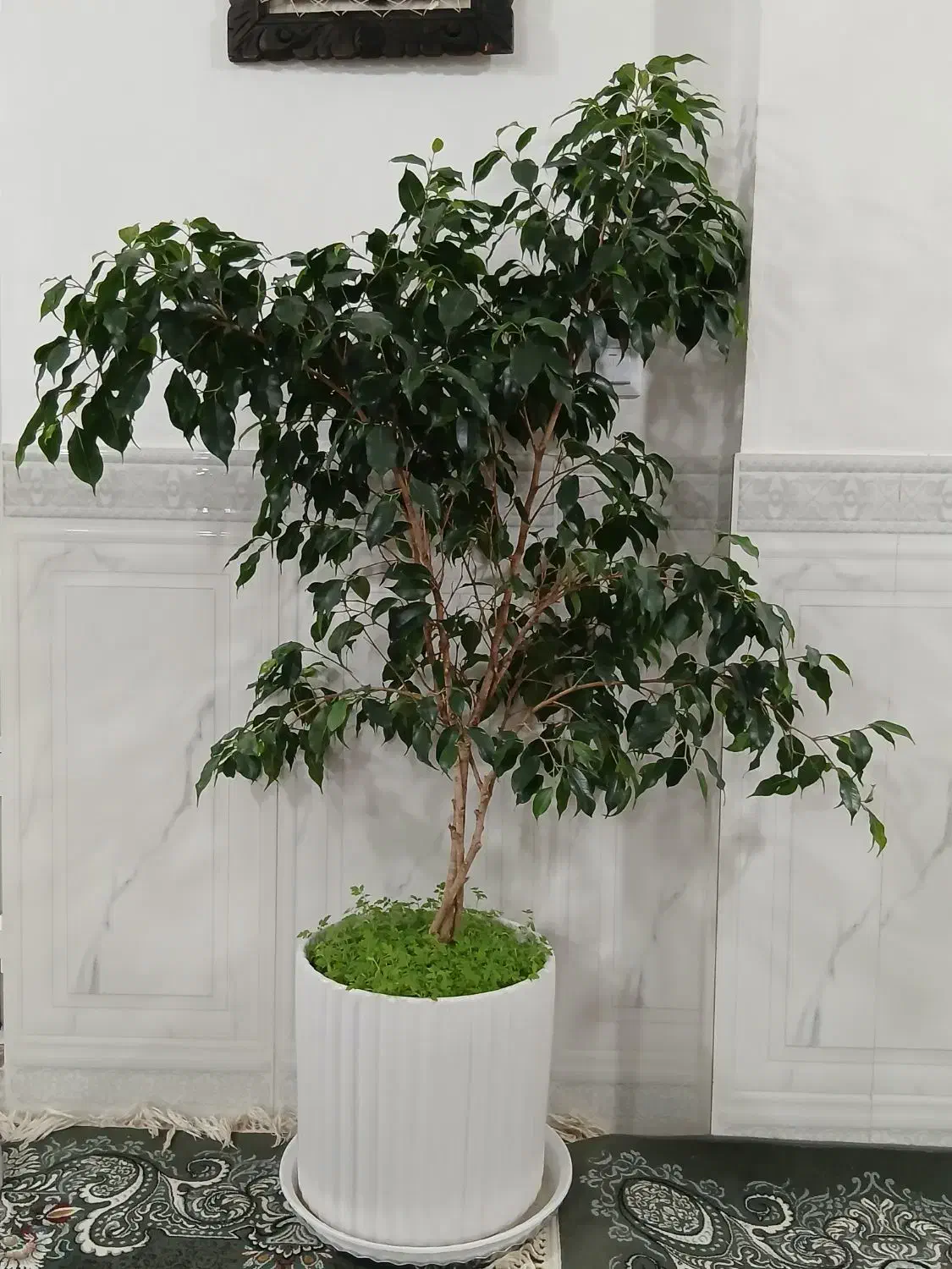 گل بنجامی|گل و گیاه طبیعی|صحنه, |دیوار