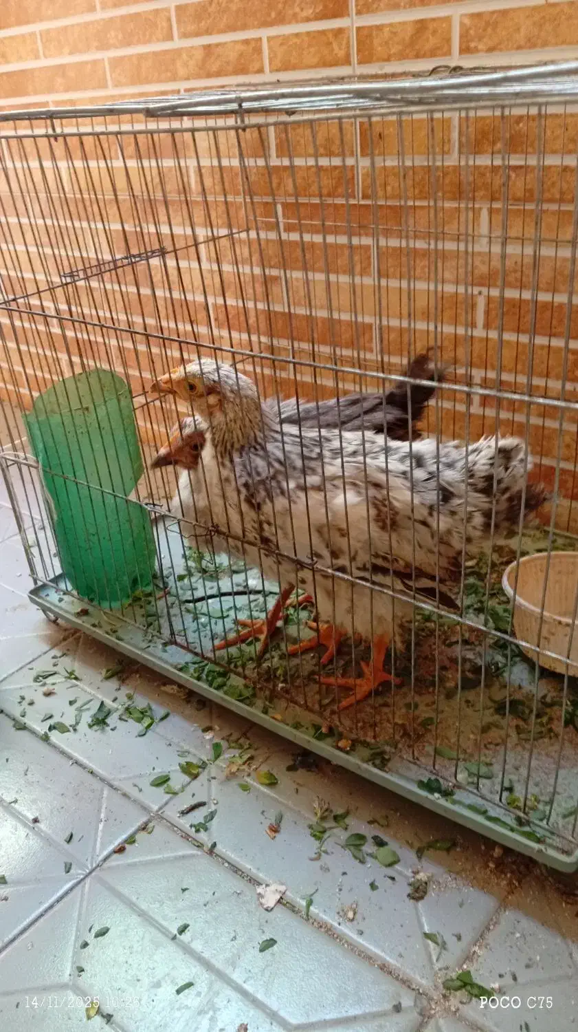 جوجه محلی|حیوانات مزرعه|مهدی شهر, |دیوار