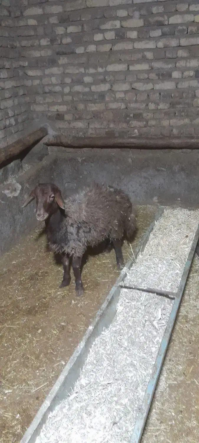 بره نر چاق|حیوانات مزرعه|سلطانیه, |دیوار