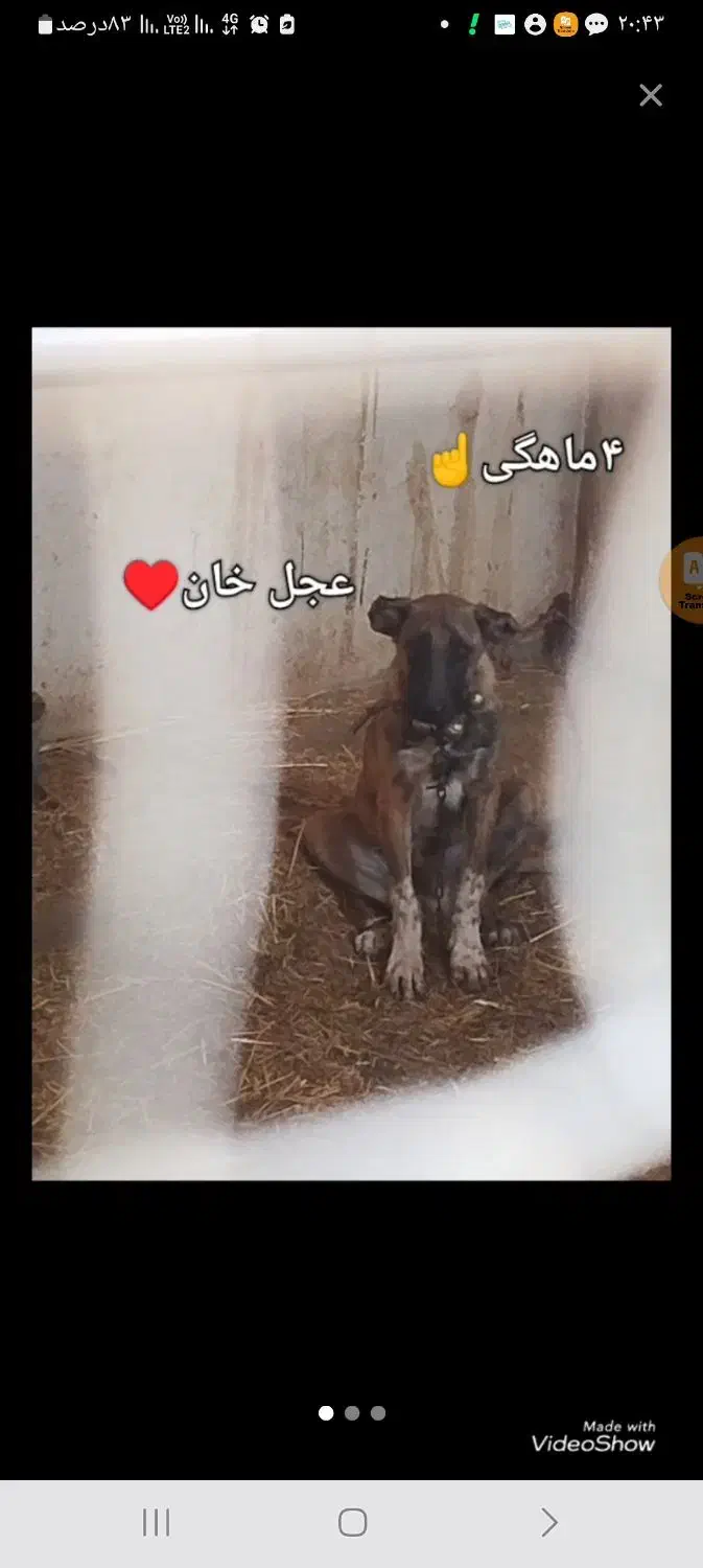 توله‌سگ‌گم‌کردم‌پایین‌شهر|سگ|قم, کاسه گران|دیوار