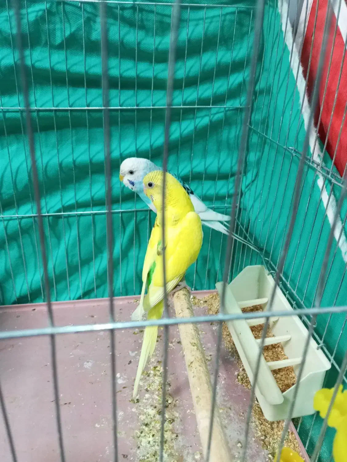 پرنده|پرنده|شیراز, شهرک فرهنگیان|دیوار