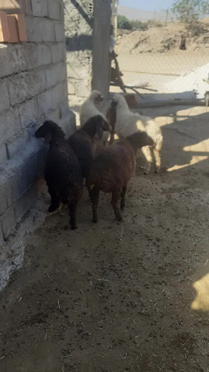 بره|حیوانات مزرعه|شباب, |دیوار