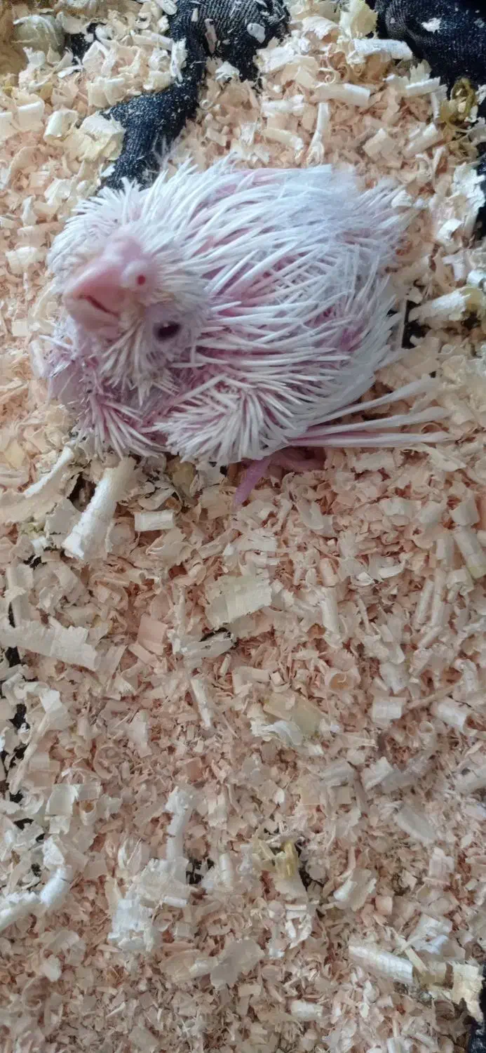 جوجه عروس هلندی|پرنده|اندیمشک, |دیوار