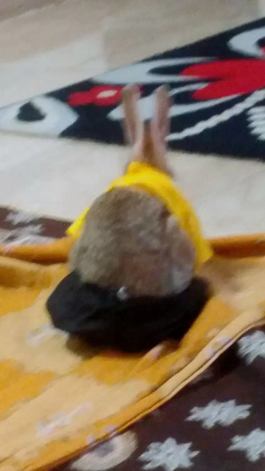 خرگوش|موش و خرگوش|رشت, لاکان|دیوار