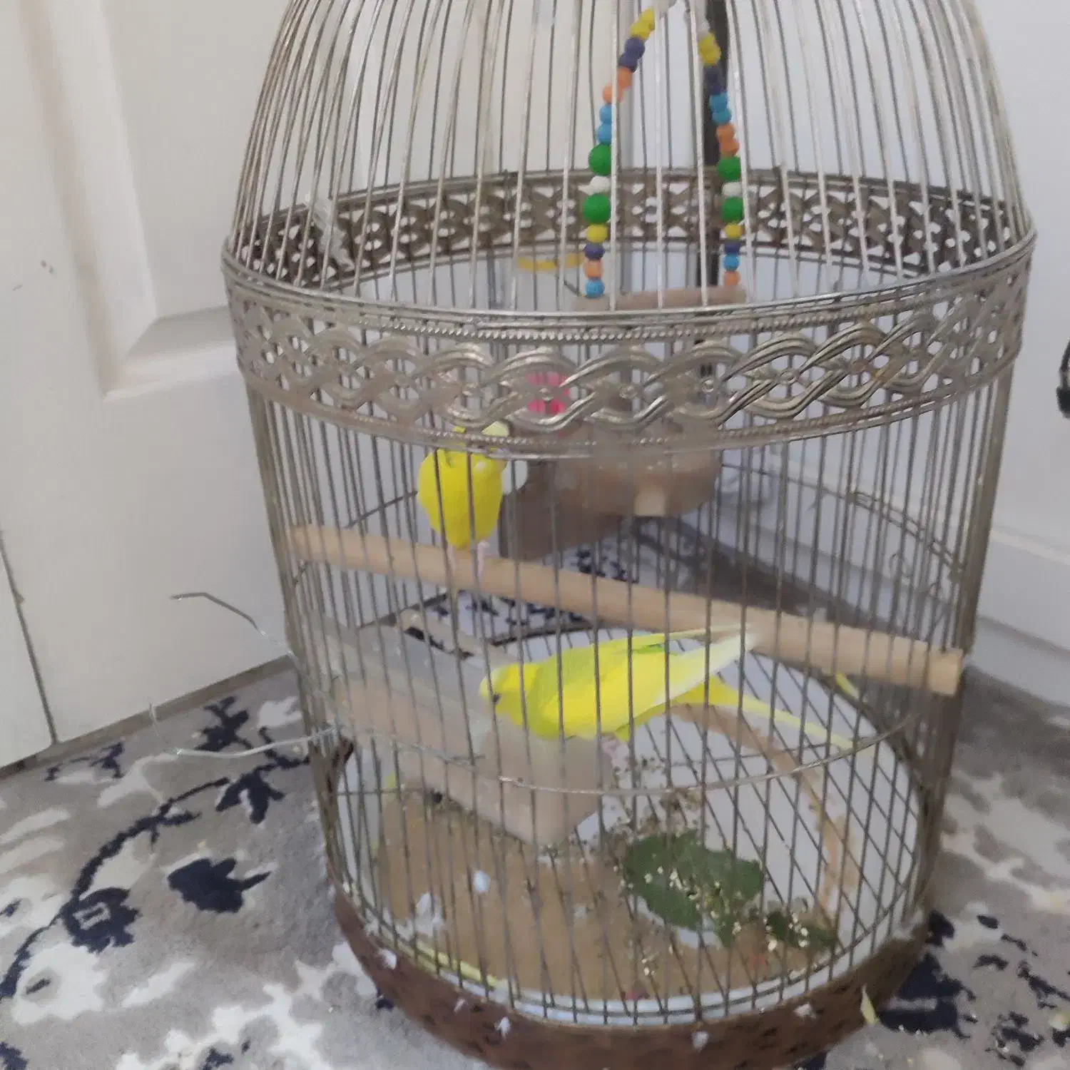 مرغ عشق باقفس|پرنده|ابهر, |دیوار