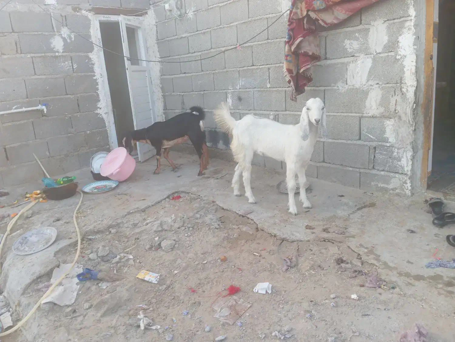 سیستان بلوچستان چابهار کمب للوه|حیوانات مزرعه|چابهار, |دیوار