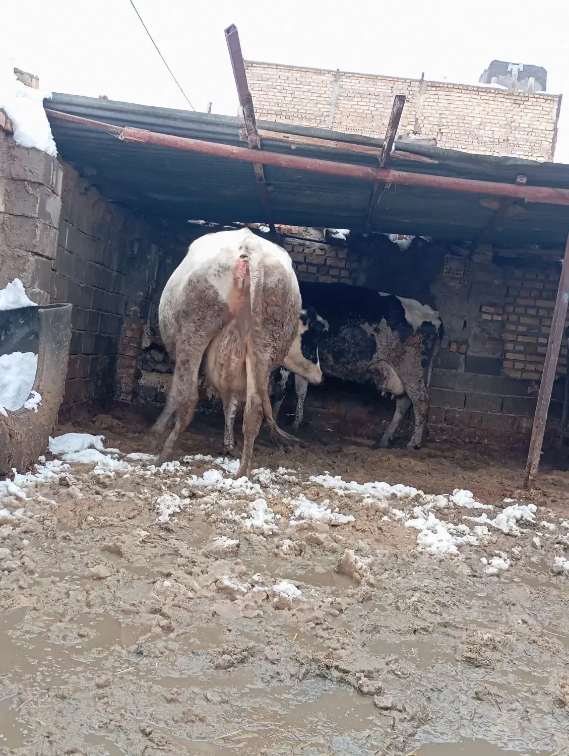 گاو شیری|حیوانات مزرعه|تربت جام, میان جام|دیوار