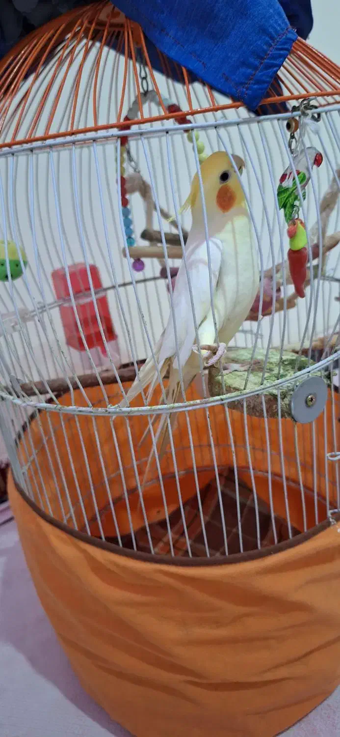 عروس هلندی سخنگو|پرنده|گلستان (تهران), |دیوار