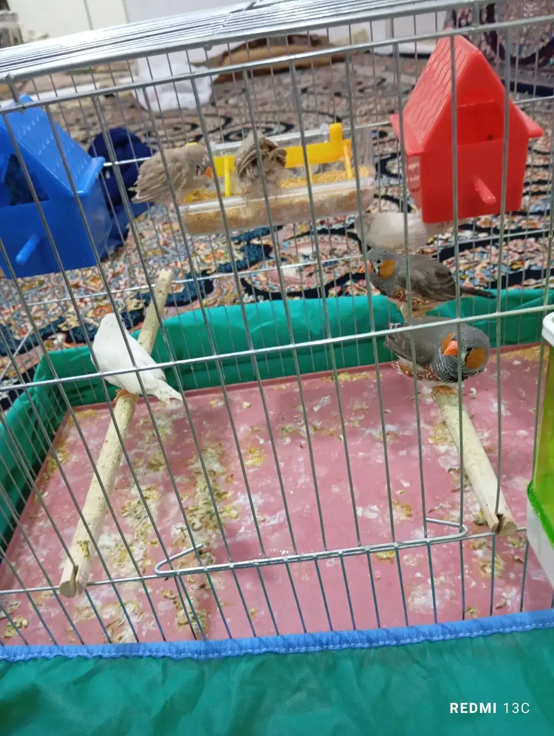 فنج|پرنده|کوهدشت, |دیوار