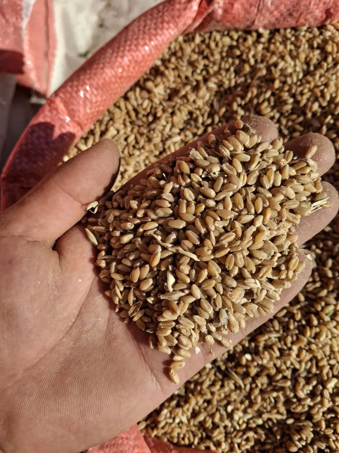 گندم|لوازم جانبی حیوانات|اندیمشک, |دیوار