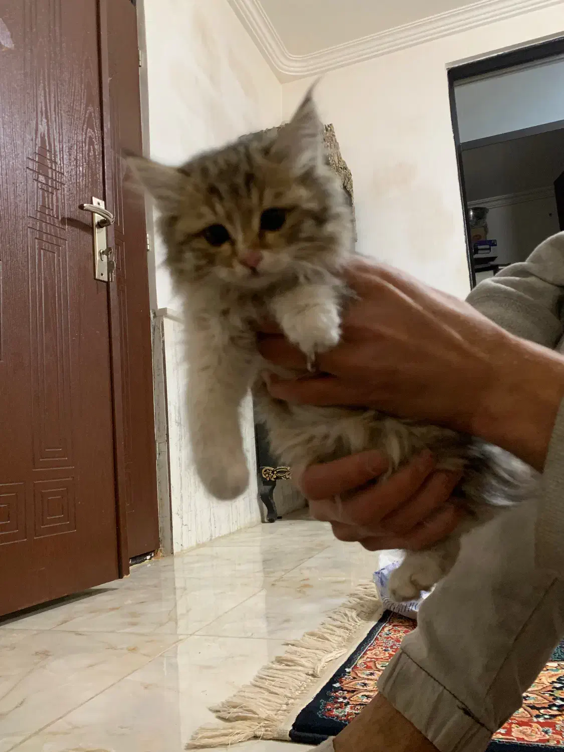 واگذاری بچه گربه|گربه|سلماس, |دیوار