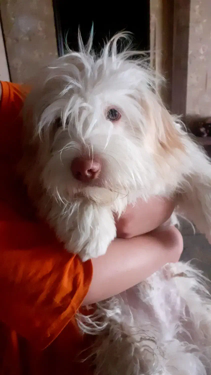 سگهای پاپی۶۰۰|سگ|خمینیشهر, |دیوار