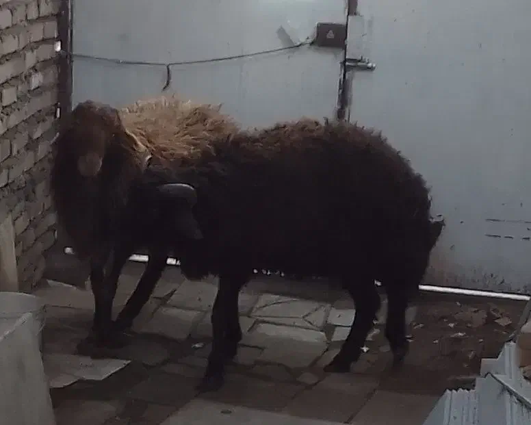 بره نر|حیوانات مزرعه|نیشابور, حقیه|دیوار