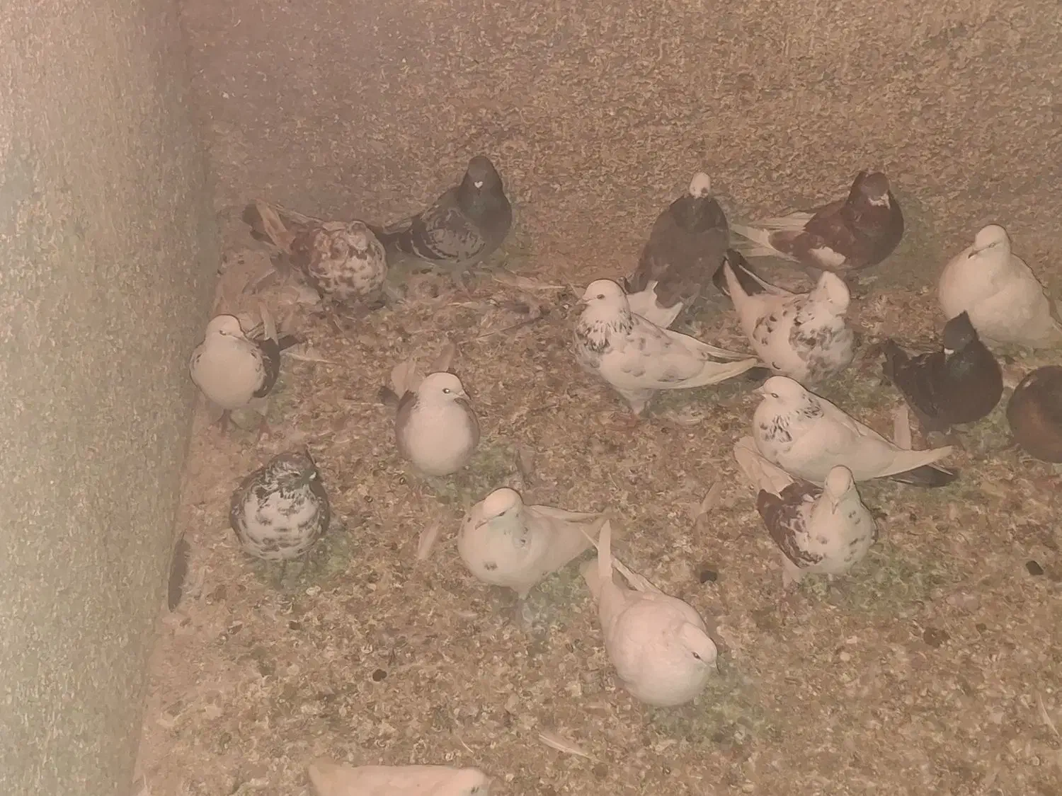 کبوتر شهرستانی|پرنده|قم, انصار‌الحسین|دیوار