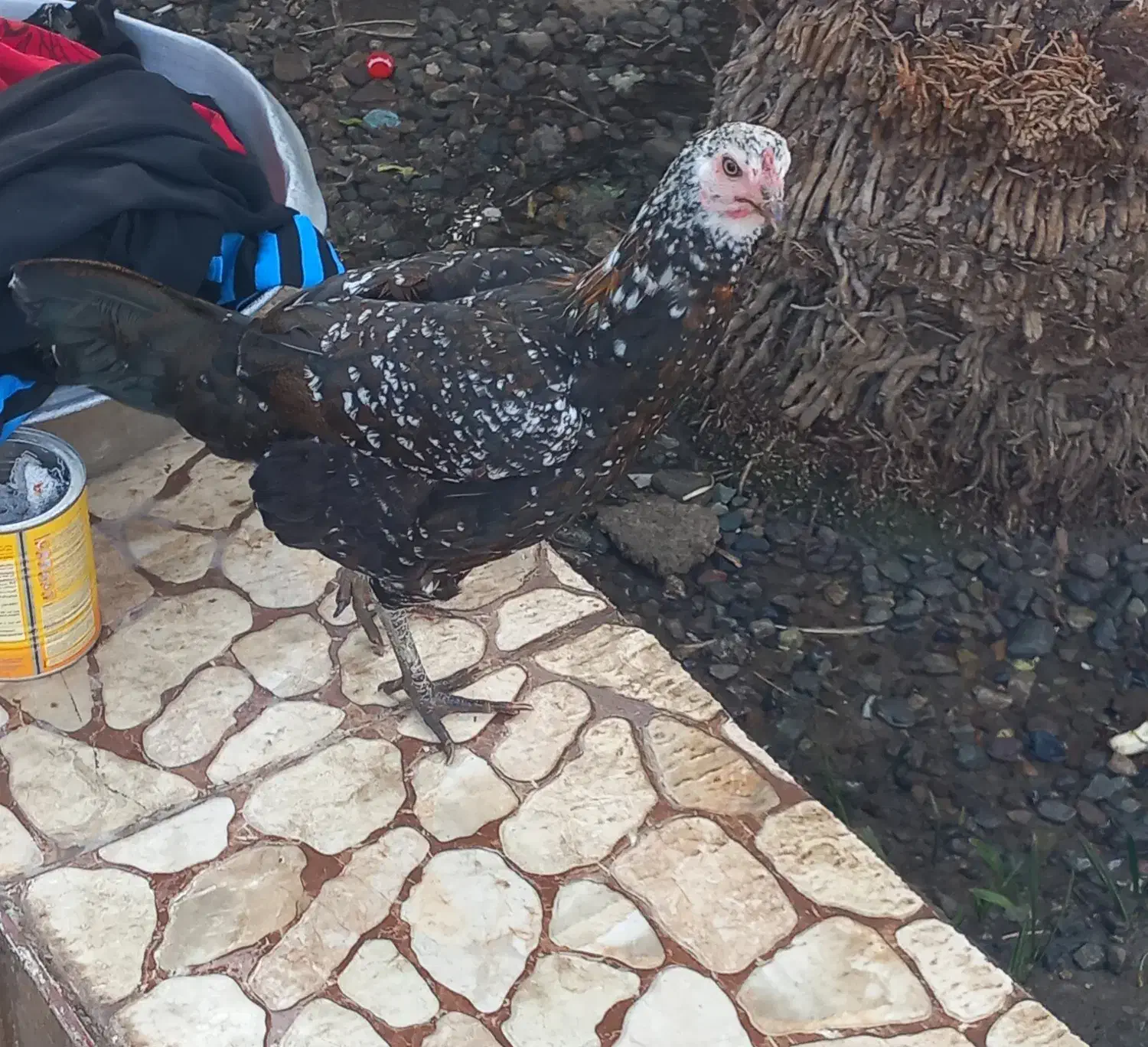 مرغ کرک|حیوانات مزرعه|جیرفت, |دیوار