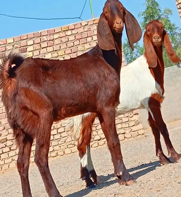 دوتا کهره مری جمل زا|حیوانات مزرعه|زابل, |دیوار