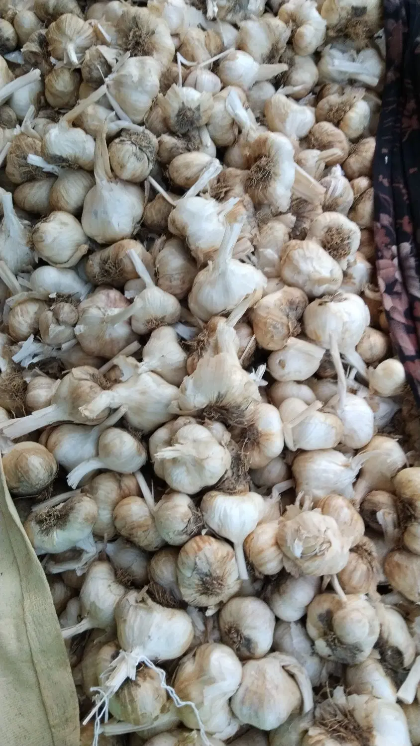 سیر|خوردنی و آشامیدنی|نهاوند, |دیوار