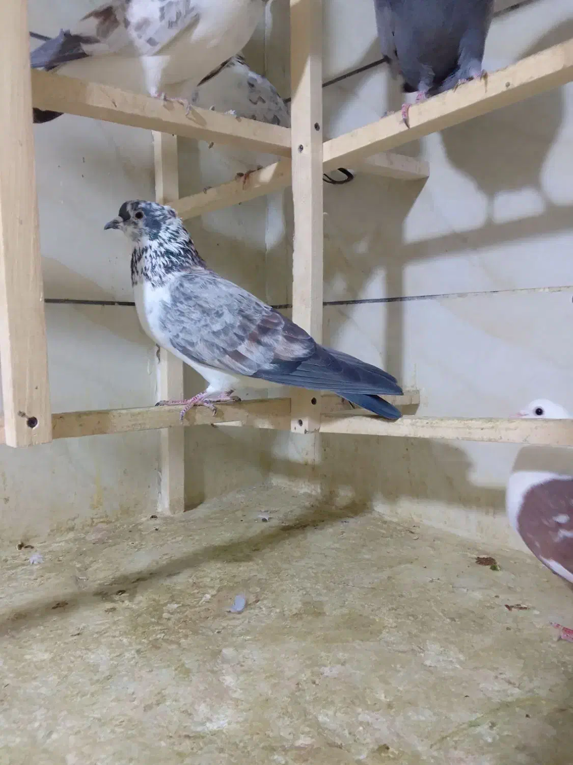 فروش جوجه های ساعت سنگین|پرنده|محمدشهر, شهرک پیام (مهرالبرز)|دیوار