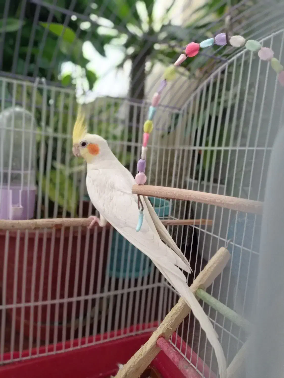 عروس هلندی|پرنده|زیباشهر, |دیوار