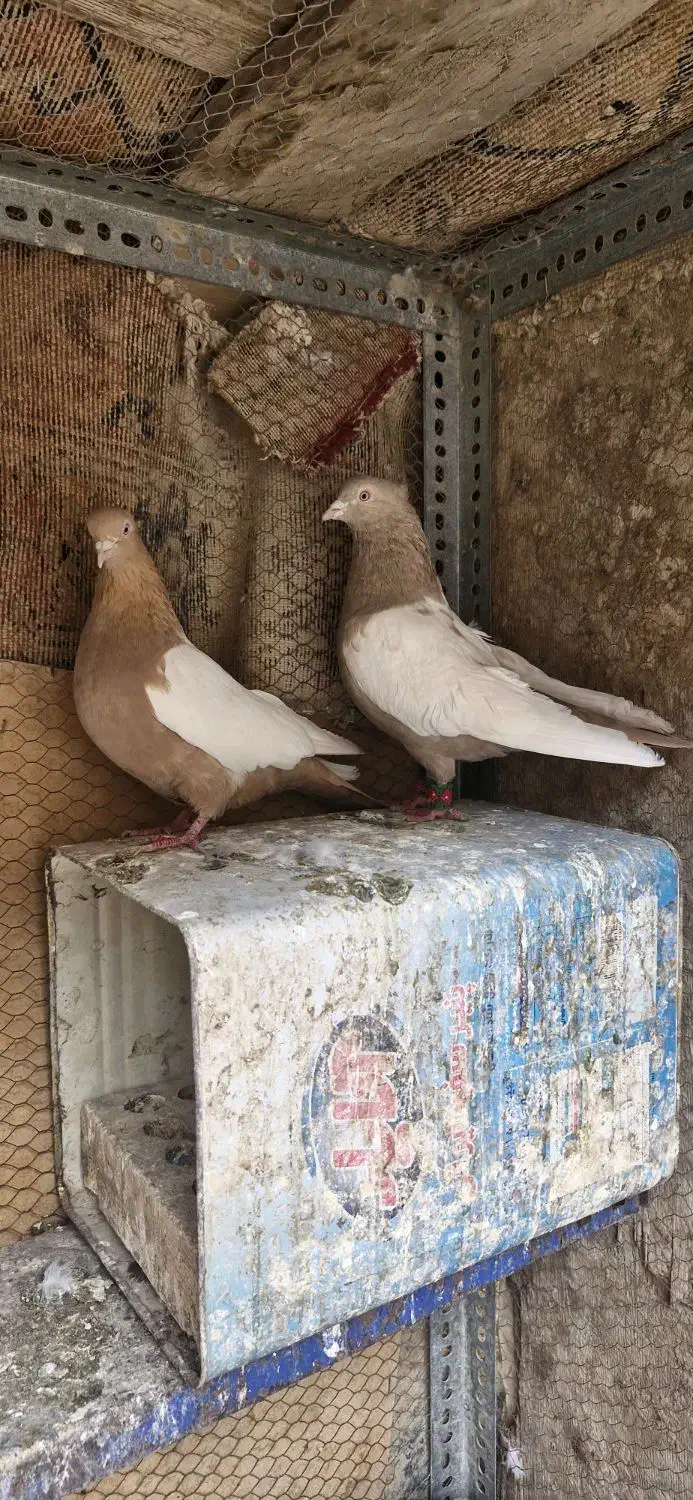 کبوتر سینه ای زرد|پرنده|مبارکه, |دیوار