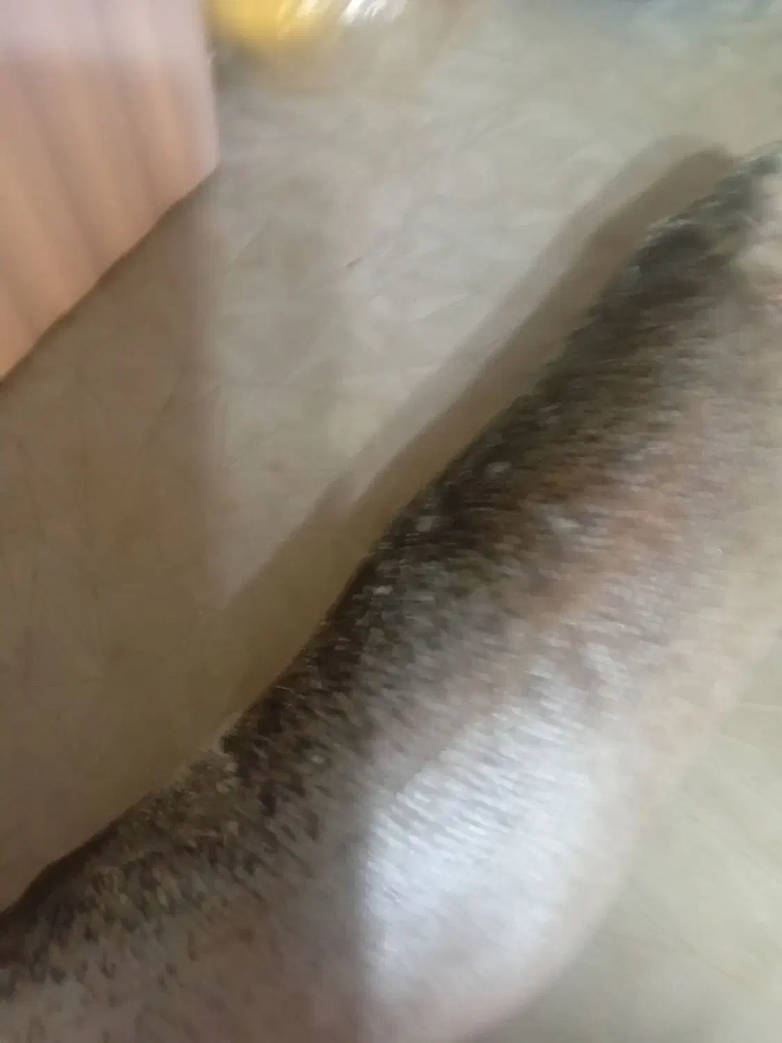 ماهی قزل آلای صادراتی|ماهی|زنجان, |دیوار