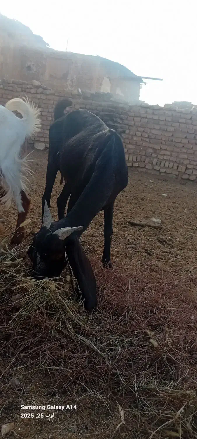 بز پاکستانی چند قلو زا|حیوانات مزرعه|سمنان, |دیوار