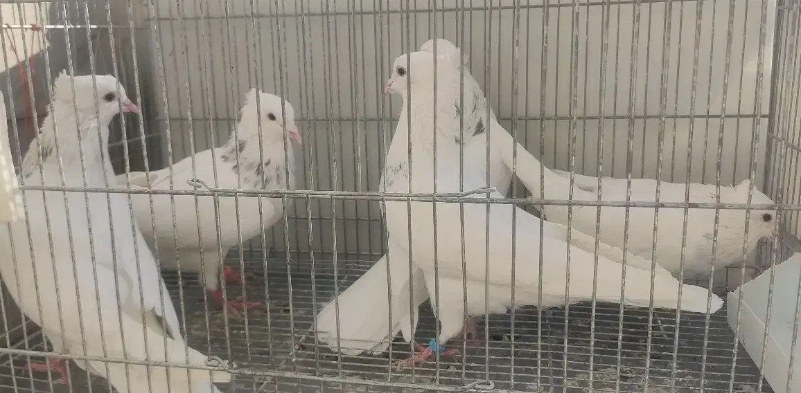 5  طوق طوقی الماسی هفترنگ  نر|پرنده|شاهین‌شهر, فیض|دیوار