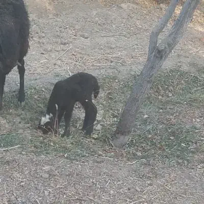 بره شیری  میش بره میش بز بره میش دقلو|حیوانات مزرعه|خمینیشهر, |دیوار