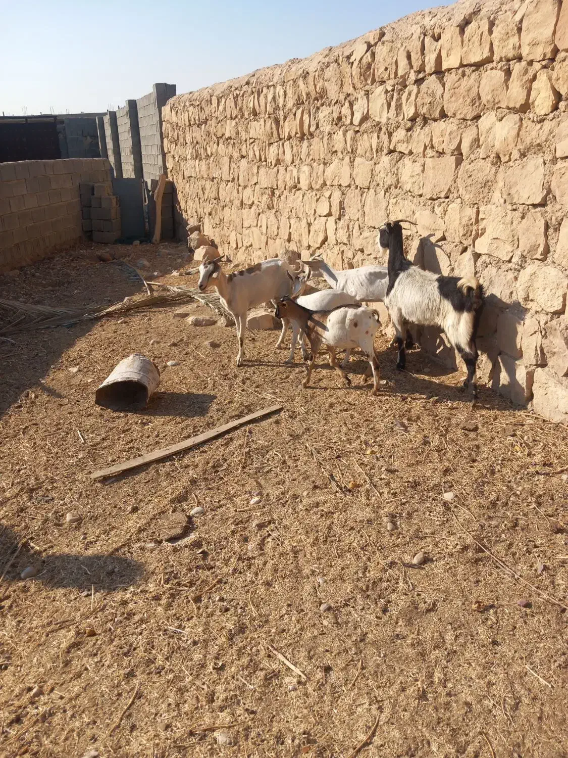 بز کولار گیسه صلاله|حیوانات مزرعه|جهرم, |دیوار