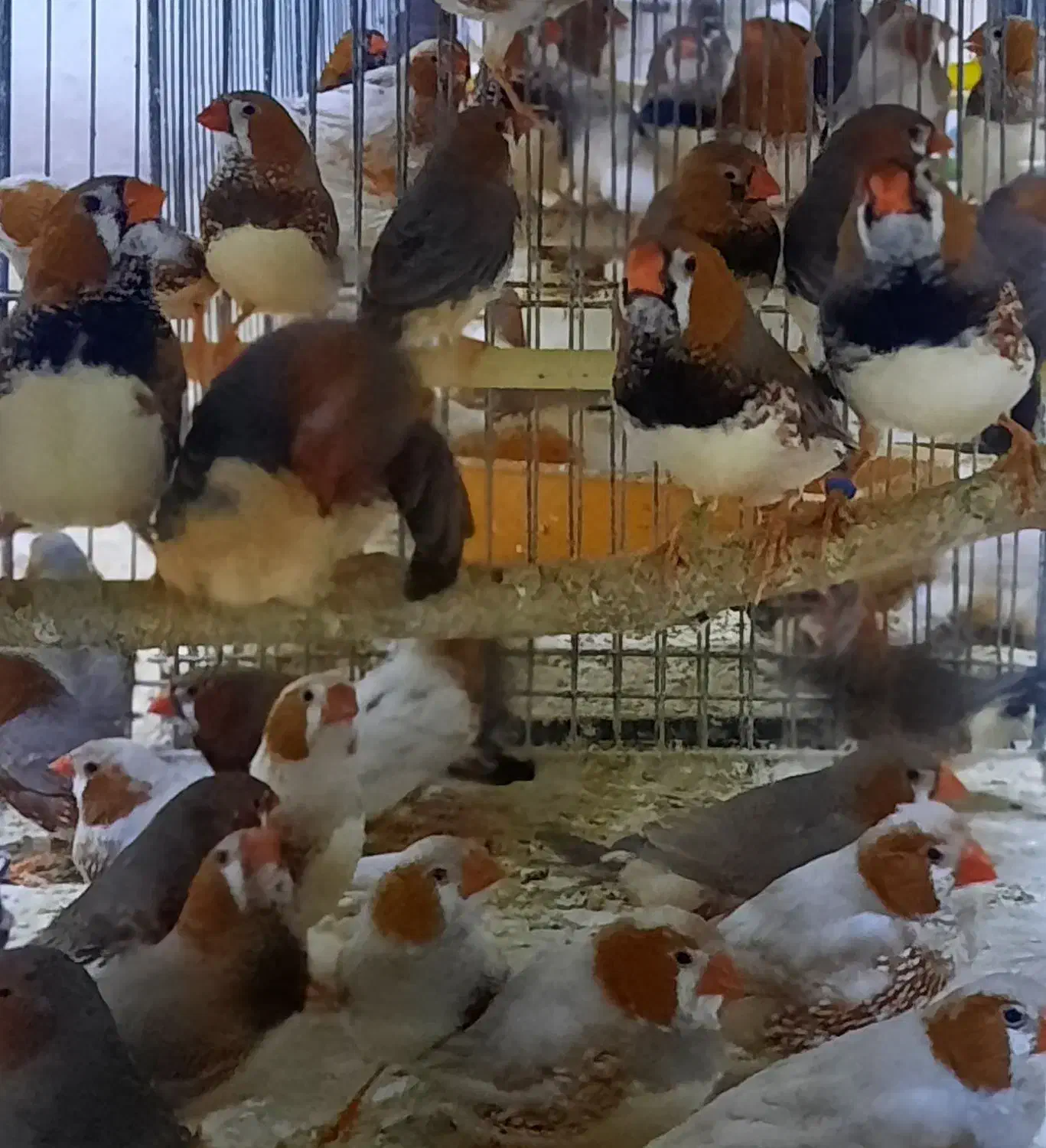 فنچ فائو اورنج تعداد|پرنده|اردبیل, |دیوار