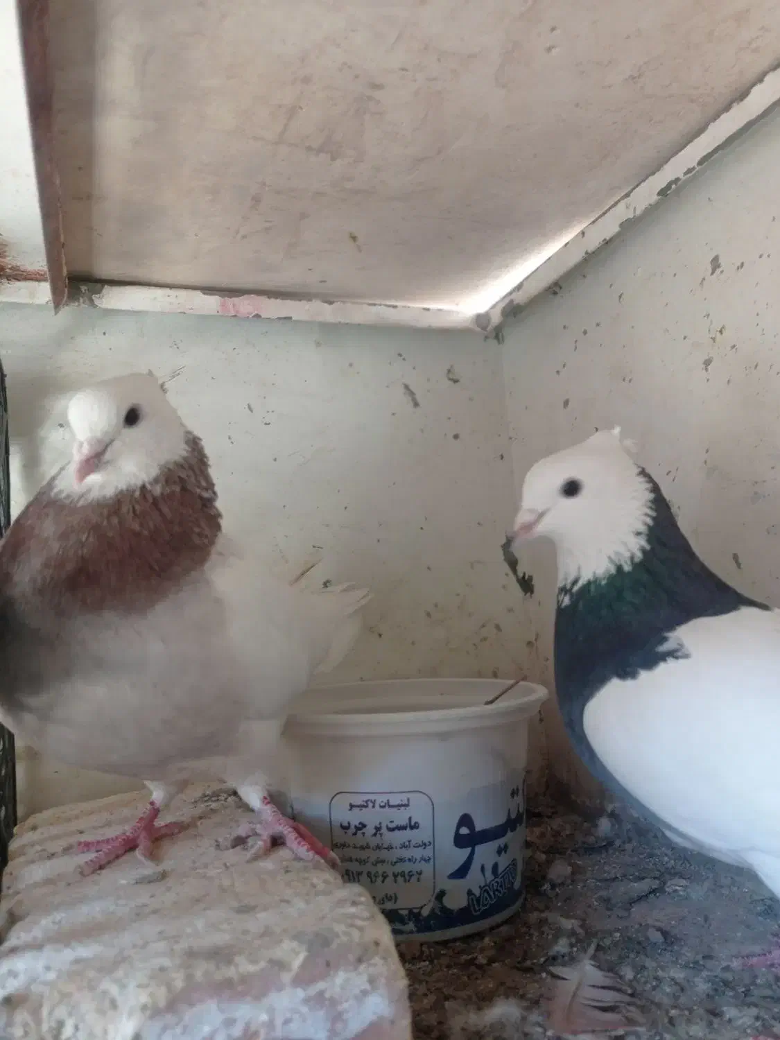 طوقی پاک|پرنده|برخوار, |دیوار