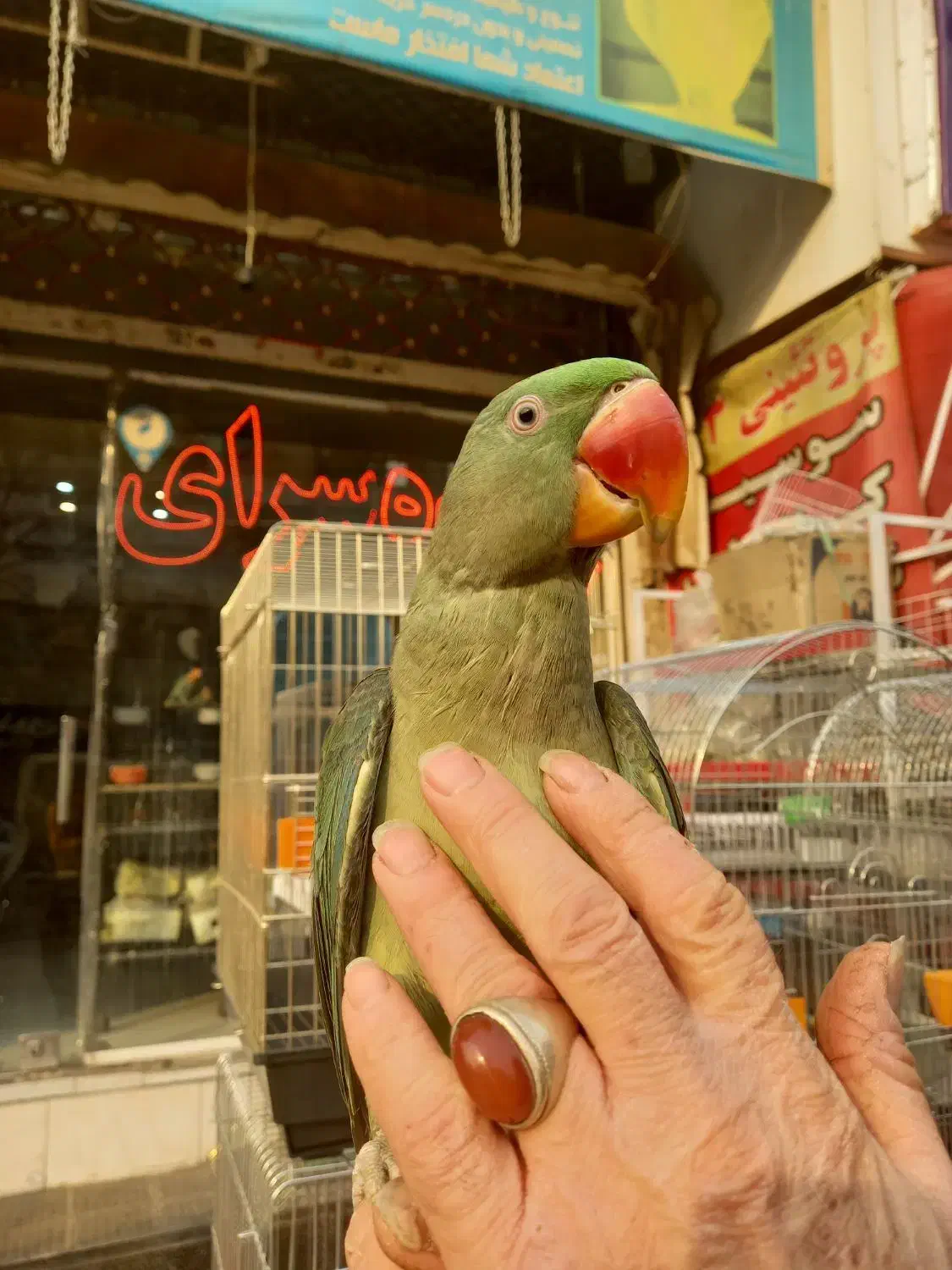 جوجه شاه طوطی نر چیکو سخنگو رام دستی شاه تخم سلامت|پرنده|تهران, سلسبیل شمالی|دیوار