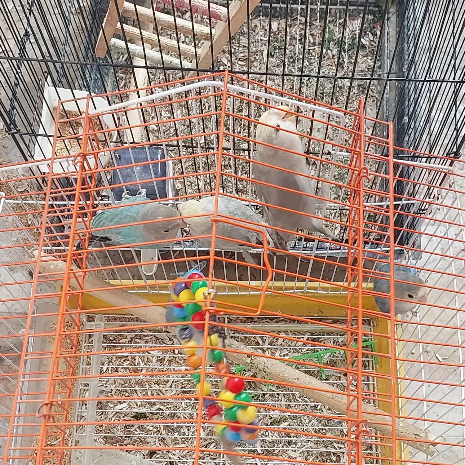 طوطی کوتوله برزیلی|پرنده|مشهد, رده|دیوار