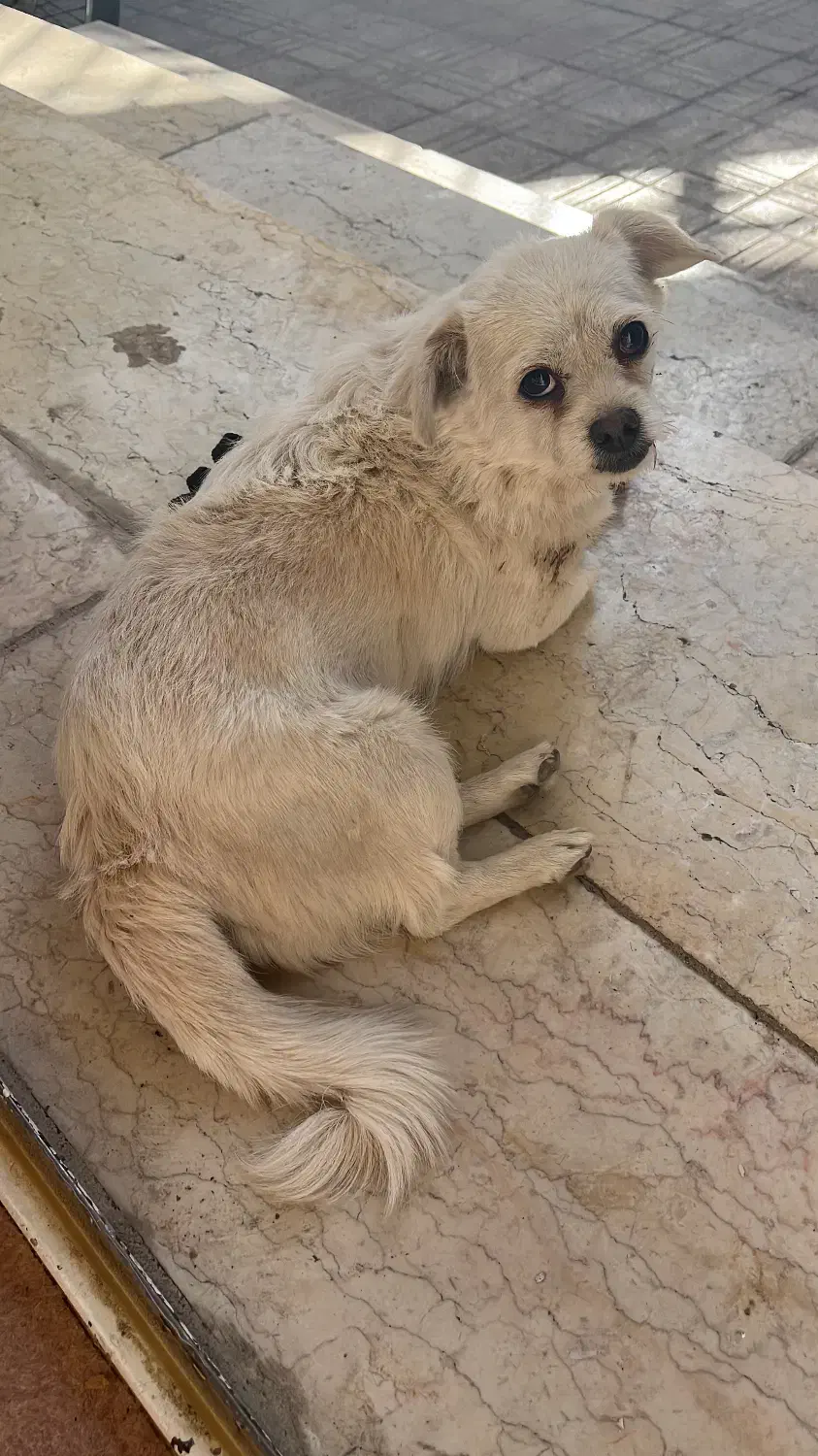 سگ اشپیتز|سگ|اصفهان, شهریار|دیوار