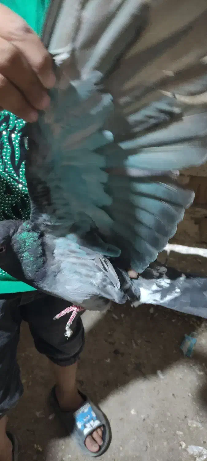 حدود سی عدد. کبوتر سالم پرشی|پرنده|انزل, |دیوار