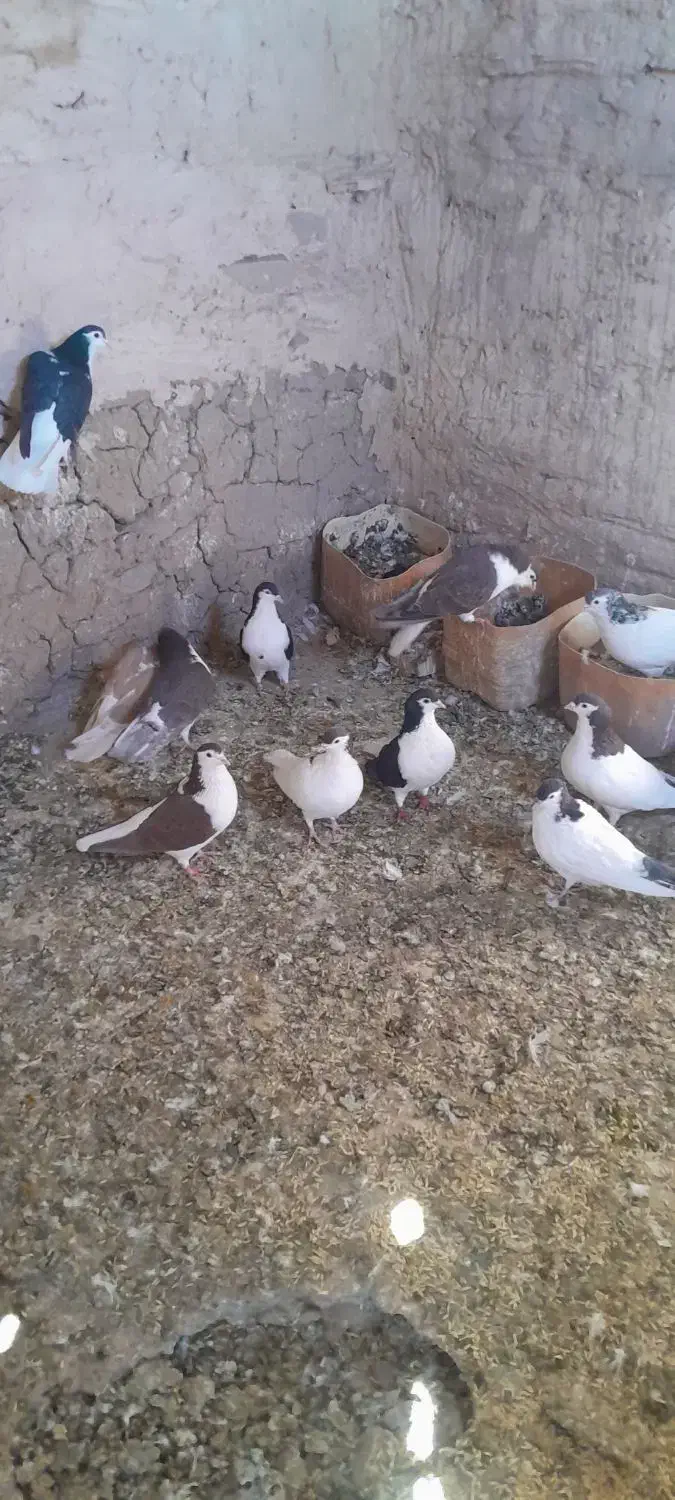 کفتر سده|پرنده|عطاملک, |دیوار